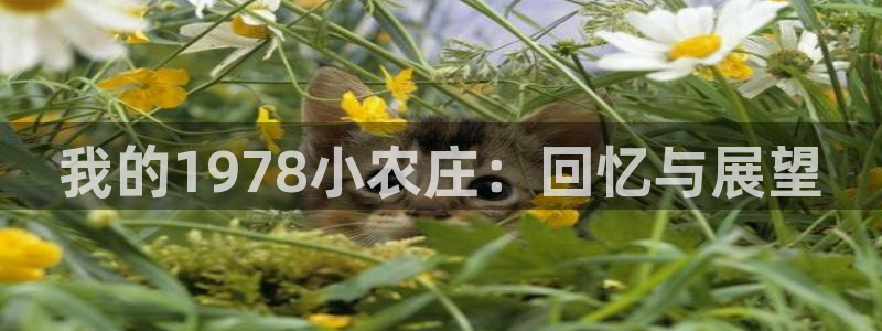天辰娱乐39974神
