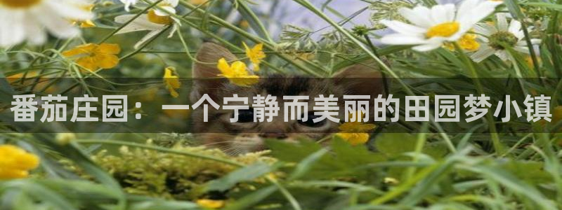 天辰娱乐总管年薪