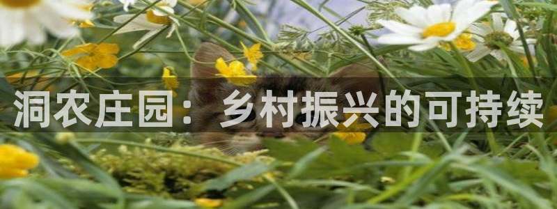 天辰娱乐分红