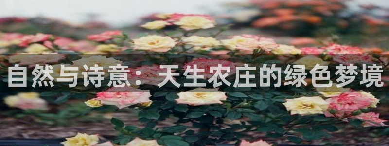 天辰娱乐官网平台下载